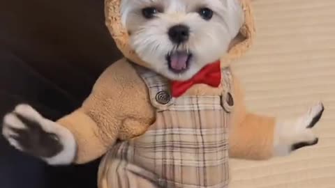 ​"This Dancing Puppy in a Teddy Outfit Will Melt Your Heart! 🧸💃"