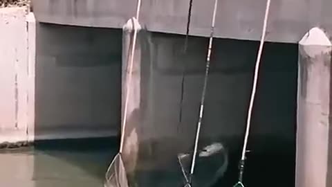 Fishing's Biggest Debate Net vs Line Which is Better