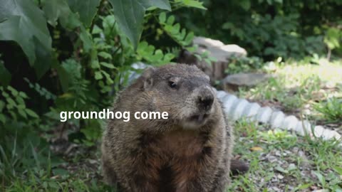 What is Groundhog Day? Fun Facts for Kids!