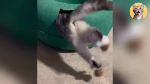 The Funniest Cats and Dogs Clip😼🐶||Try Not To Laugh😜