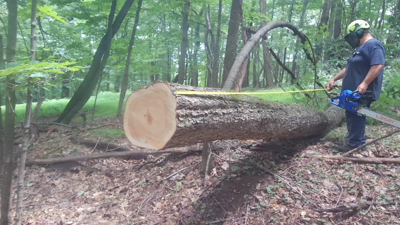 Can I Save These Trees Before It's To Late