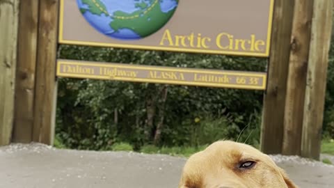 Dog Licking Peanut Butter Around the Country