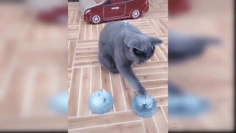 Funny cats compilation