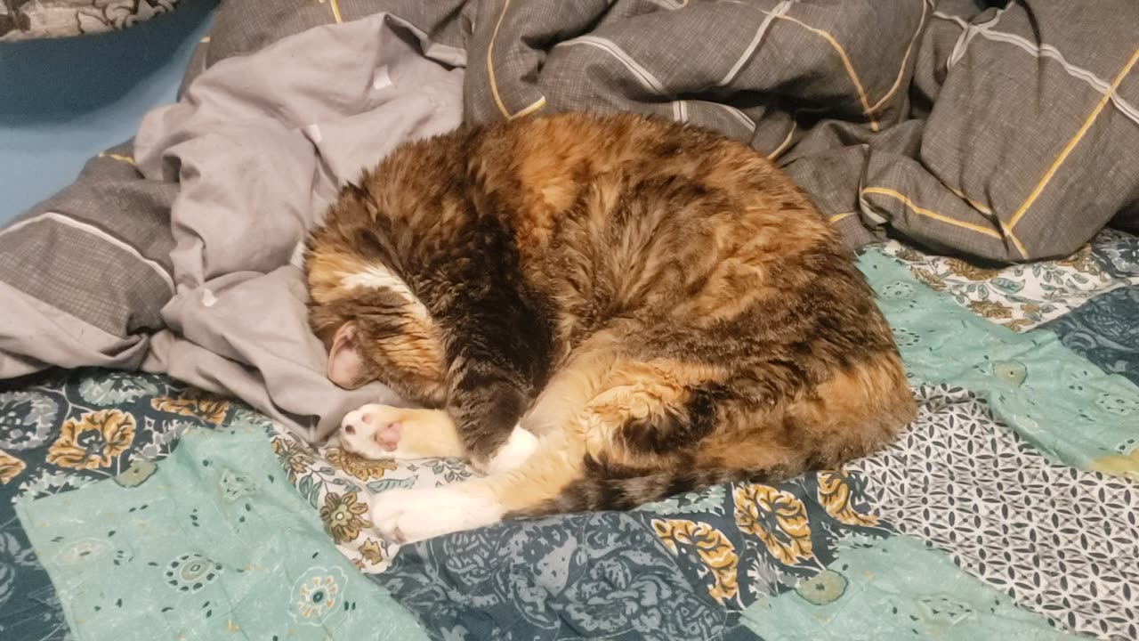 Ultra-Relaxed Cat Sleep Scene — Pure Zero-Stress Vibes