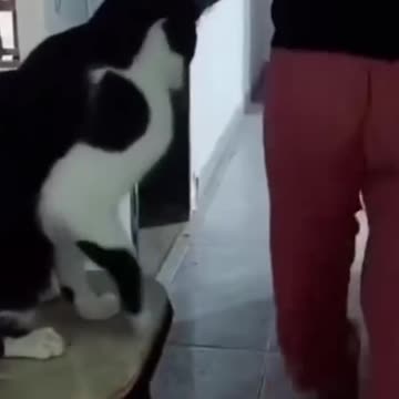 😼 When Cats Get Too Friendly with Humans! | Hilarious & Unexpected Moments