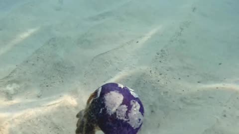 Fish Swims Inside a Jellyfish