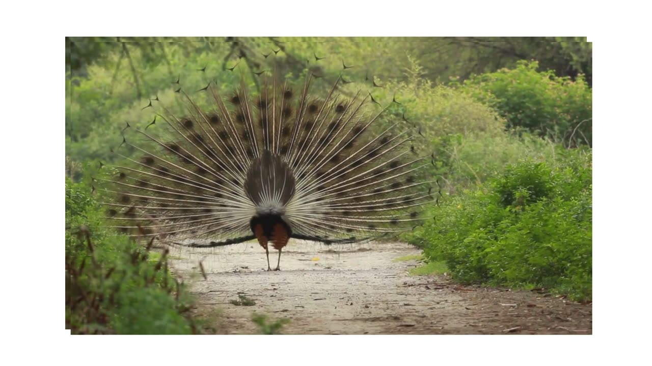 Peacock Dance