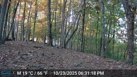 The Woods – 10/24/2025