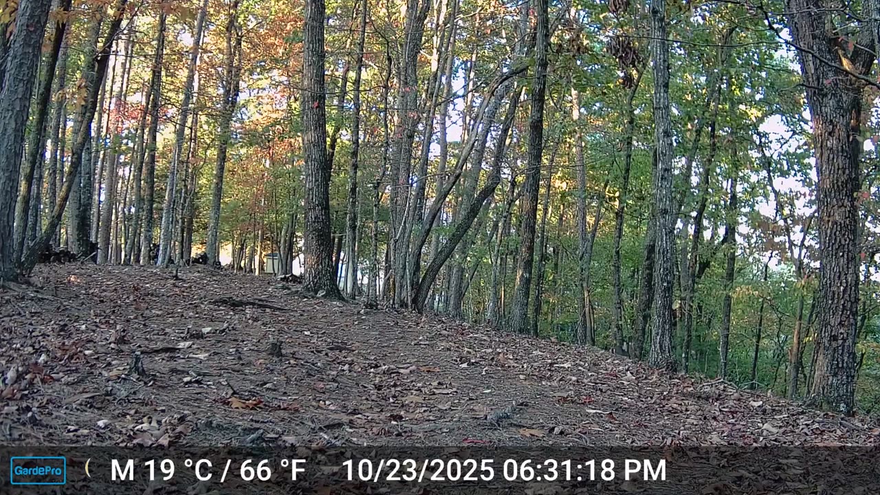 The Woods – 10/24/2025