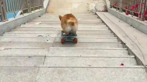 The dog can skateboard and even turn.