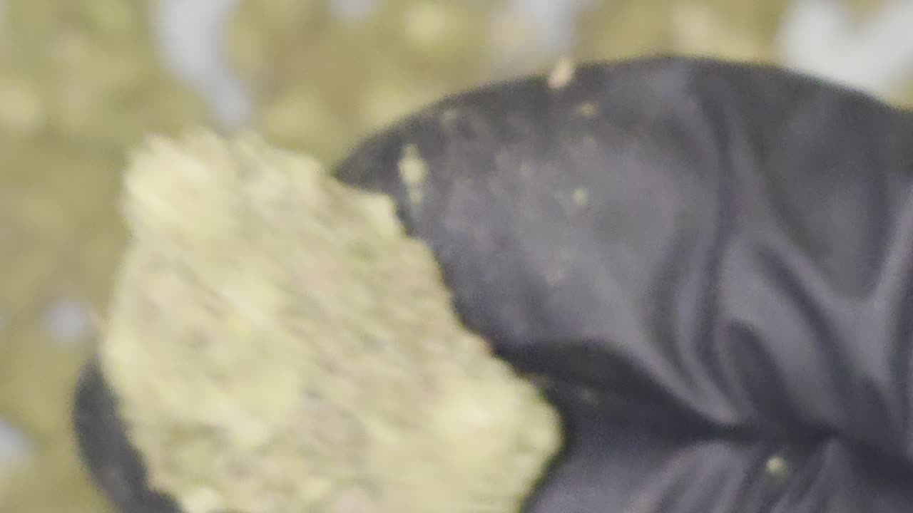 Sunset Sherbet THC Flower