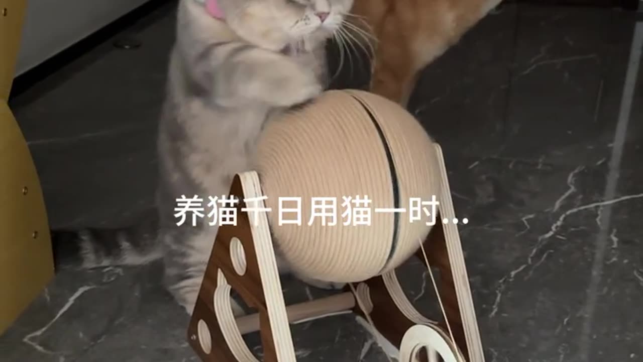 Playful Cat Spinning the Ball – So Cute and Funny