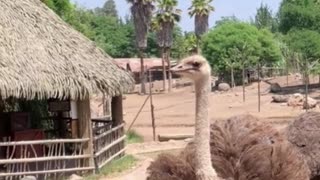 ostrich