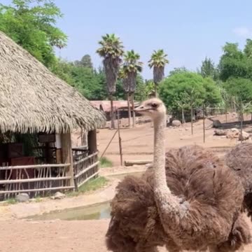 ostrich