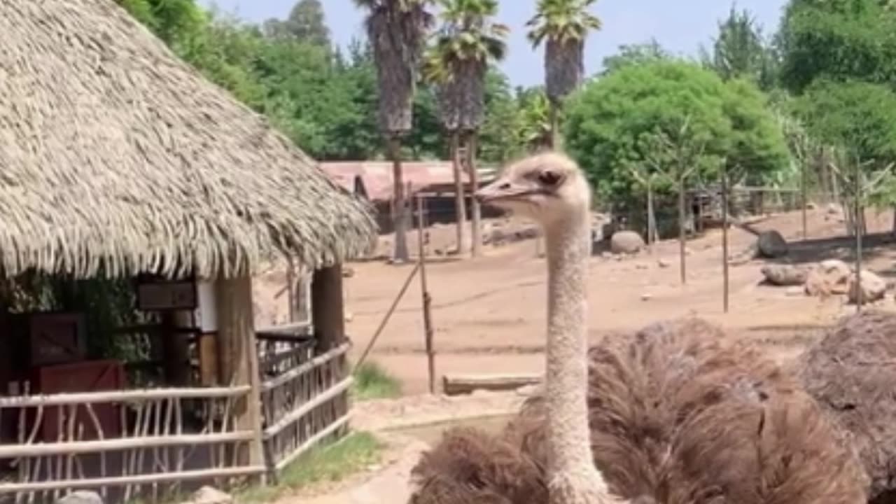 ostrich