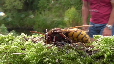 Close Look At A European Hornet