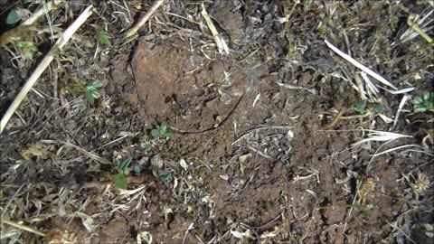 Trapdoor Spider Demonstrates A Fly Catch