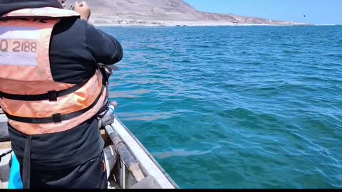 Esto es lo que se pesca en el mar de iquique chile