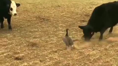 Goose vs Cows fight