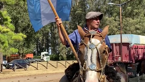 Argentine Criollo Horse in Argentina