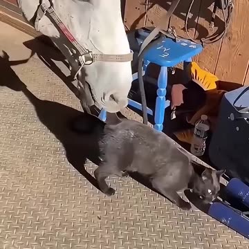 Cat and animal friends🐈🤣 #youtube #funny #funnyanimal #cat #catvideos #cats #catshorts