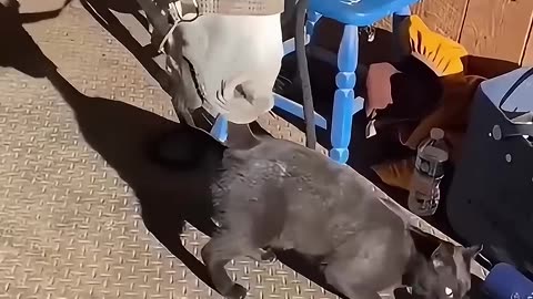 Cat and animal friends🐈🤣 #youtube #funny #funnyanimal #cat #catvideos #cats #catshorts