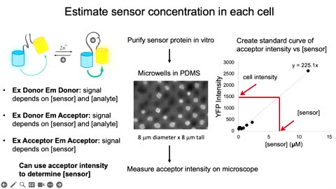 Amy PALMER : genetically encoded sensors and how to use them quantitatively to learn new biology