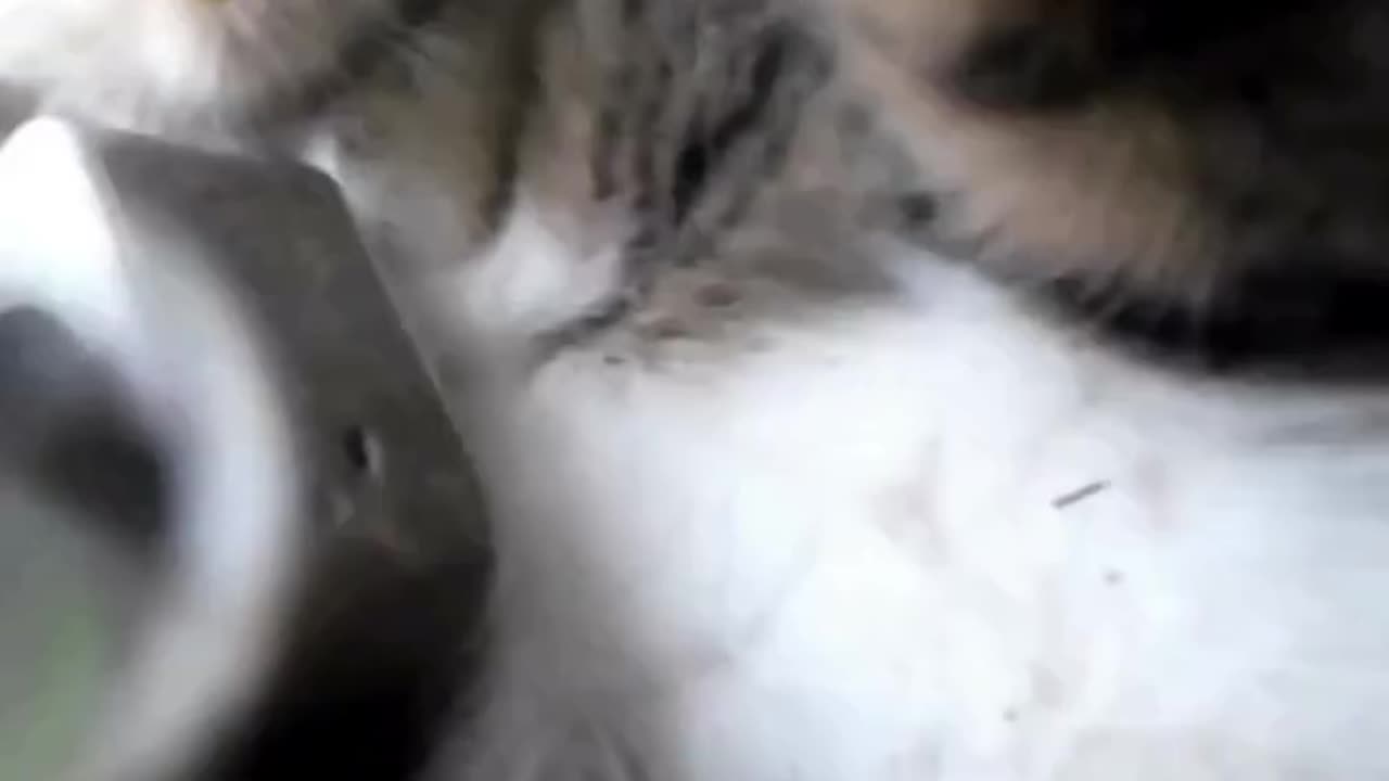 Cats- Inside the Fight