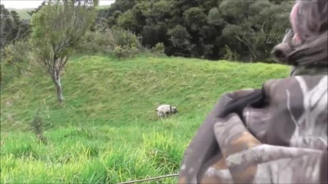 Bow hunting goats