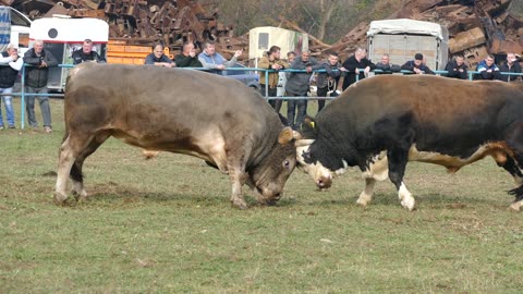 Kuki od Planinčića vs Lugo od Čosića Zimča 2025