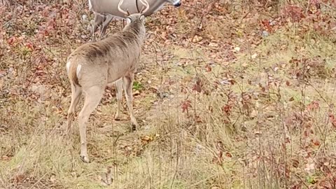 Angry Buck Destroys Deer Decoy