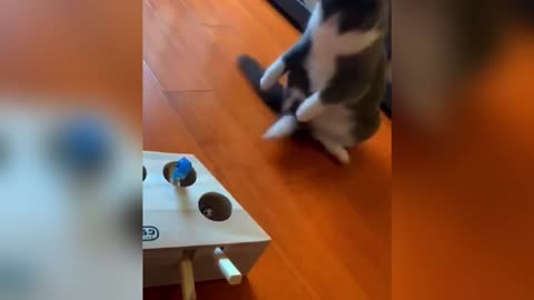 Funniest Dogs and Cats of 2024😼🐶You Laugh You LosE😜