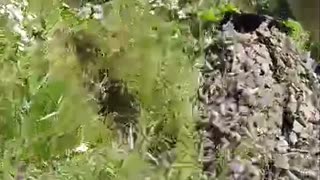 Ukrainian Soldiers Evacuate Those KIA