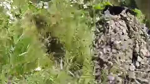 Ukrainian Soldiers Evacuate Those KIA