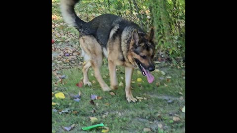 Virgil the sable.