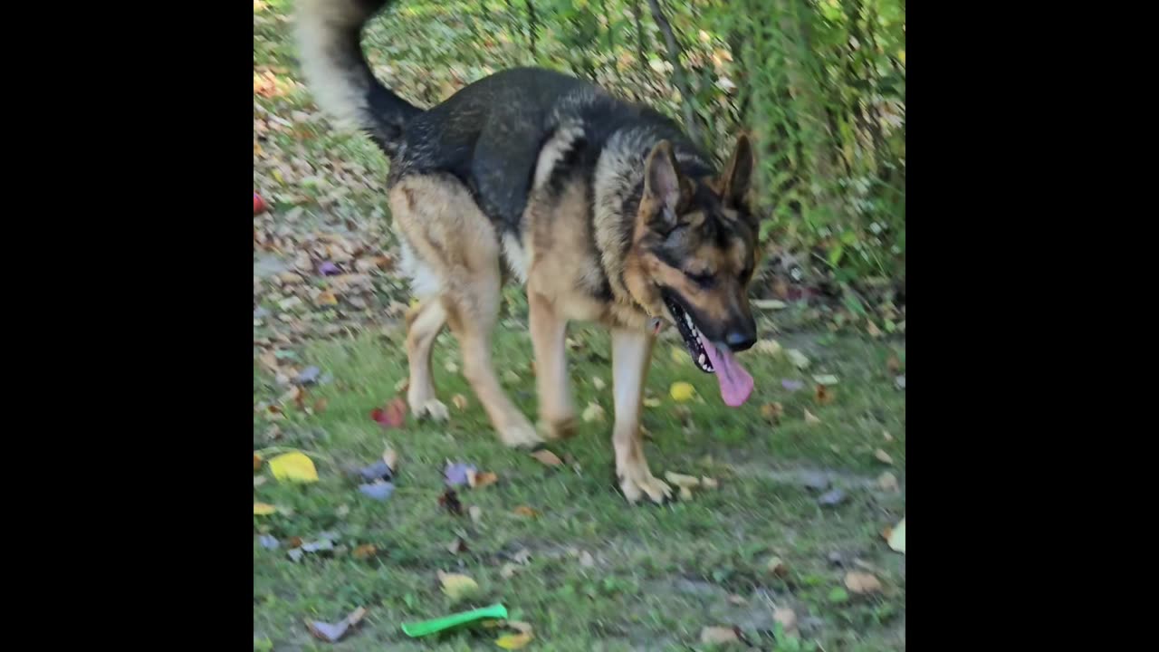 Virgil the sable.