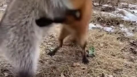 Animal crazy Fight p2