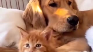 Cute cats and dogs Cute baby animals Cute funny animals