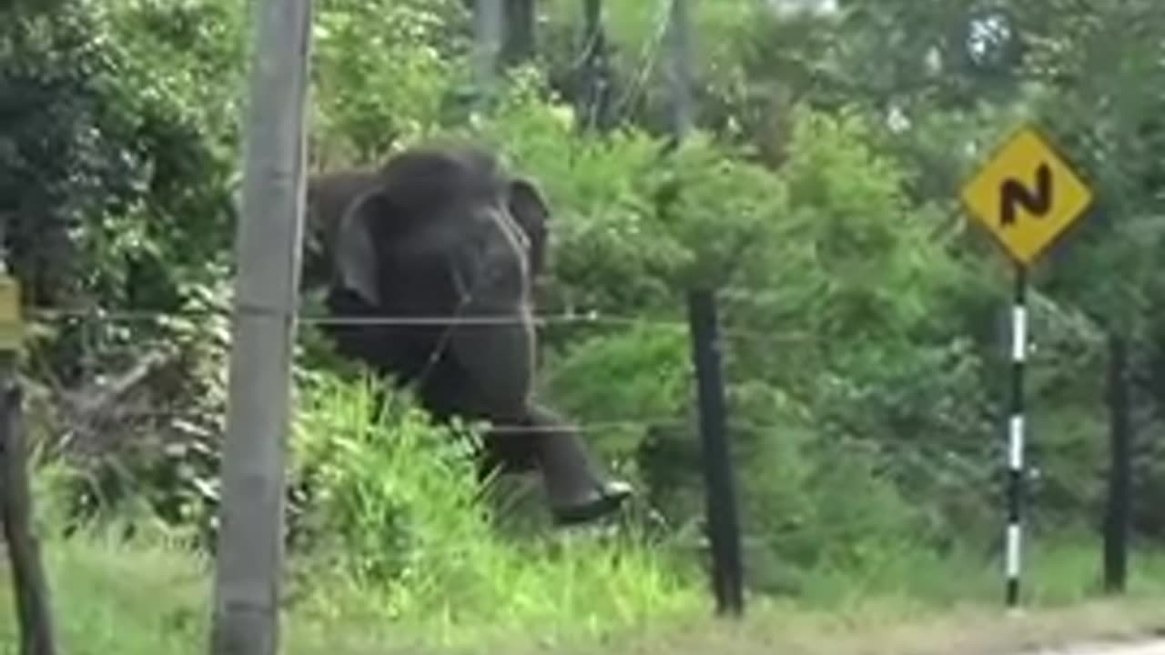 Elephant meets electric fence... hold onto your hats!