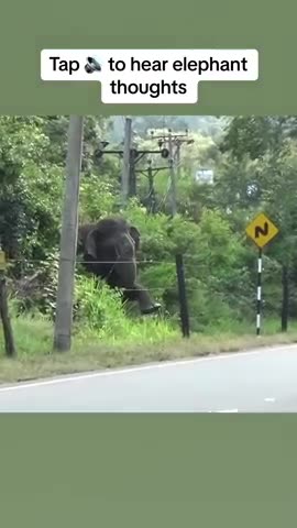 Elephant meets electric fence... hold onto your hats!