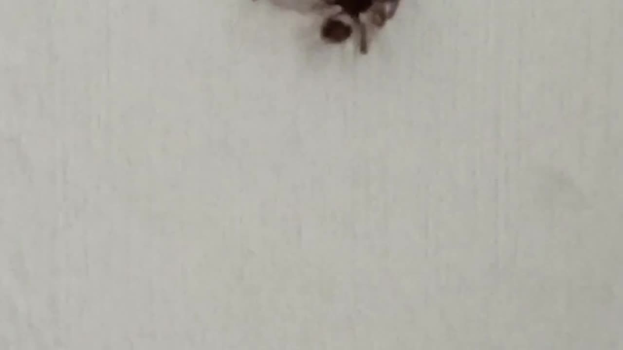 🤯😮 Watch a Spider's Epic Fail to Catch a Beetle! | FeedMyCuriosity