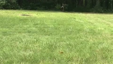 Gotta Have Nice Exhaust for All That Horse Power