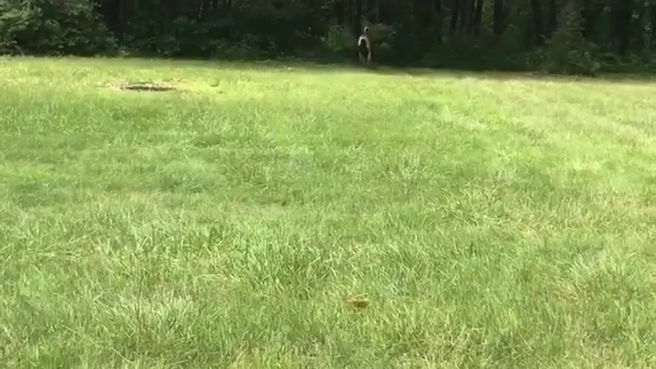 Gotta Have Nice Exhaust for All That Horse Power