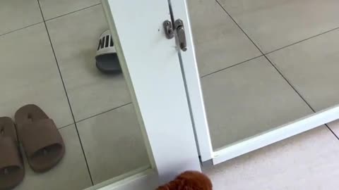 oo Cute to Be Real 😍 Deep Red Poodle Arlo!