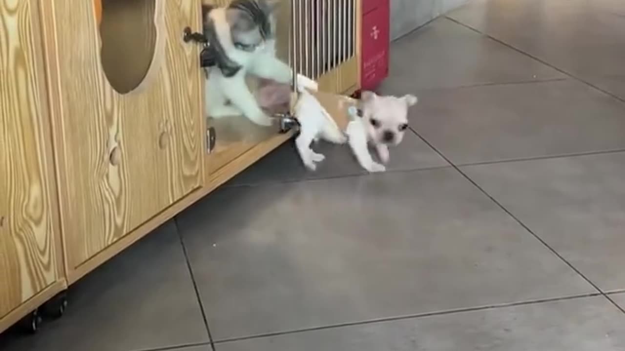 Funnyanimalvideo