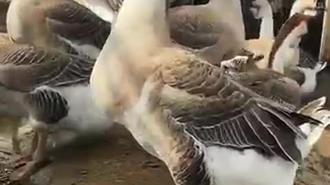Before & After Animals Growing Up.IAnimal Transformation Amazing