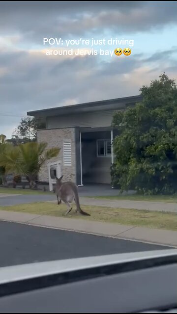 Australian kangaroo