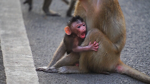 Must Be Sleepy Baby monkey ERICA, Long Yawn