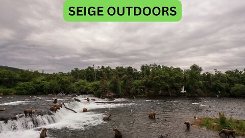 Katmai National Park Bear Feeding Live Stream!
