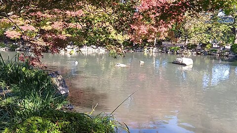 京都の東寺の瓢箪池にいる鴨たちの映像
